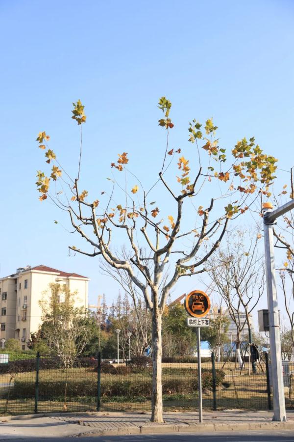 【探索】冬修正当时,上海的悬铃木都有哪些“造型”?一起来看看吧→ 【探索】冬修正当时,上海的悬铃木都有哪些“造型”?一起来看看吧→