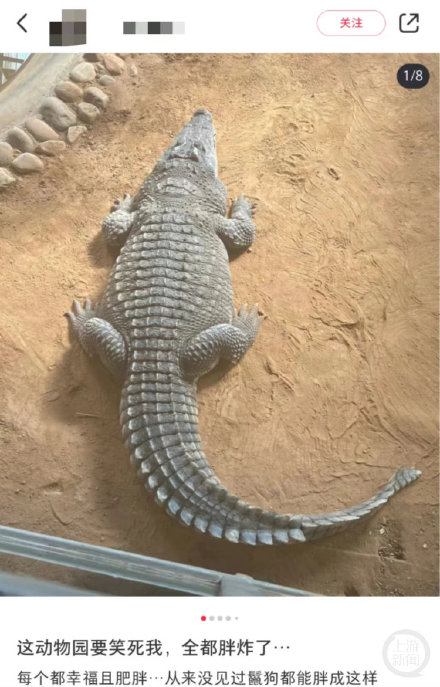 山东威海一动物园动物集体“胖炸”园方：部分动物囤脂御寒，夏天会瘦