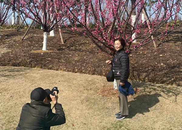 合肥的梅花，已经开成这样了