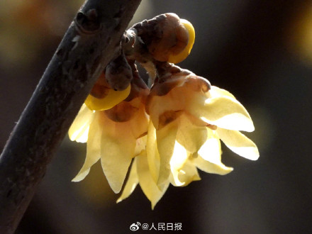 真好看！北京玉渊潭蜡梅绽放
