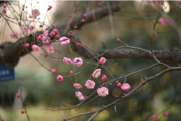 合肥的梅花，已经开成这样了