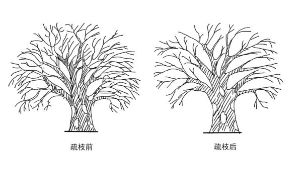 【探索】冬修正当时,上海的悬铃木都有哪些“造型”?一起来看看吧→ 【探索】冬修正当时,上海的悬铃木都有哪些“造型”?一起来看看吧→