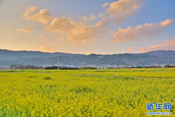 云南昌宁:春意浓浓 油菜花开 云南昌宁:春意浓浓 油菜花开