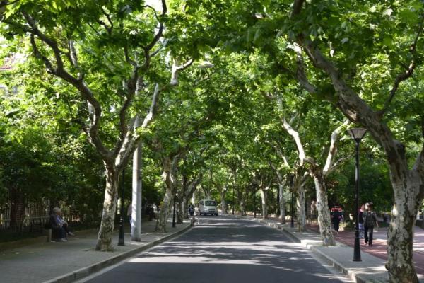 【探索】冬修正当时,上海的悬铃木都有哪些“造型”?一起来看看吧→ 【探索】冬修正当时,上海的悬铃木都有哪些“造型”?一起来看看吧→