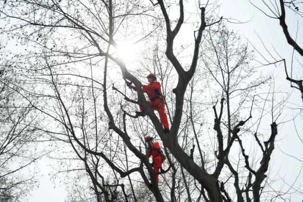 【探索】冬修正当时,上海的悬铃木都有哪些“造型”?一起来看看吧→ 【探索】冬修正当时,上海的悬铃木都有哪些“造型”?一起来看看吧→