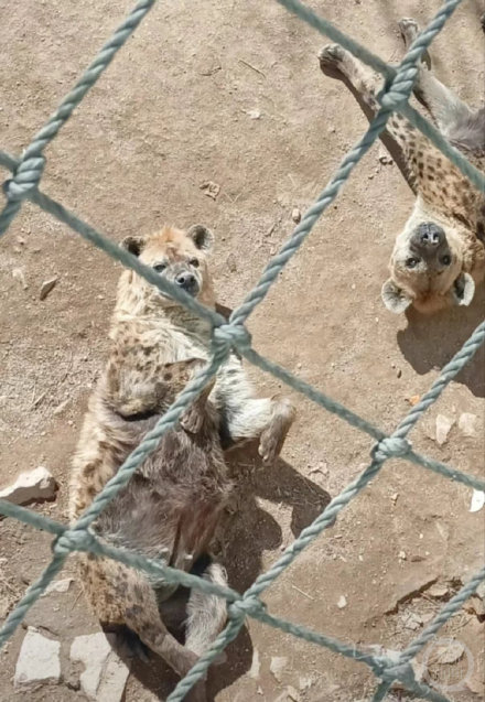 山东威海一动物园动物集体“胖炸”园方：部分动物囤脂御寒，夏天会瘦