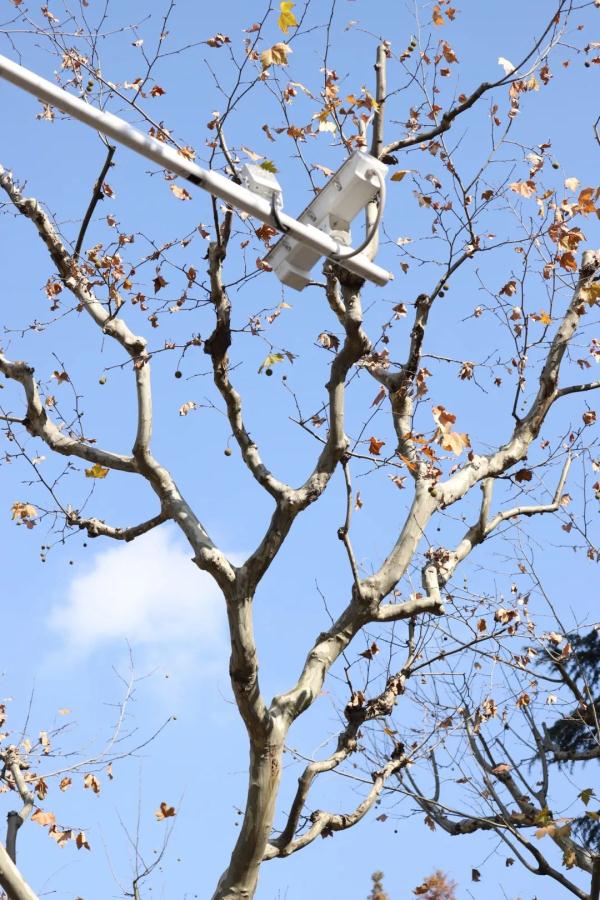 【探索】冬修正当时,上海的悬铃木都有哪些“造型”?一起来看看吧→ 【探索】冬修正当时,上海的悬铃木都有哪些“造型”?一起来看看吧→