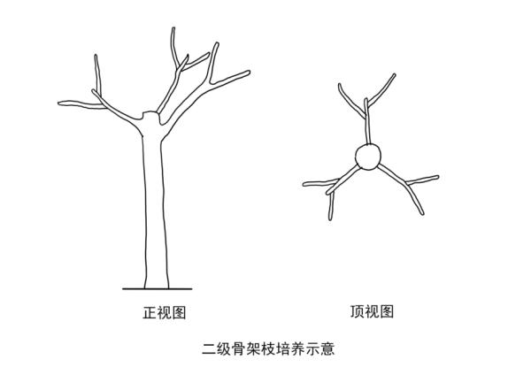【探索】冬修正当时,上海的悬铃木都有哪些“造型”?一起来看看吧→ 【探索】冬修正当时,上海的悬铃木都有哪些“造型”?一起来看看吧→