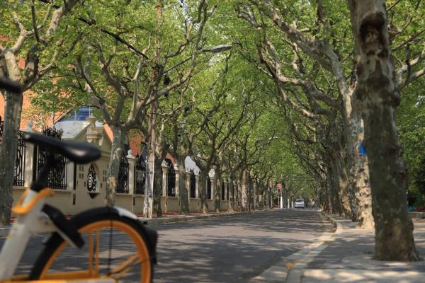 【探索】冬修正当时,上海的悬铃木都有哪些“造型”?一起来看看吧→ 【探索】冬修正当时,上海的悬铃木都有哪些“造型”?一起来看看吧→