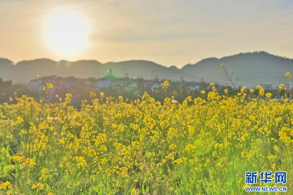 云南昌宁:春意浓浓 油菜花开 云南昌宁:春意浓浓 油菜花开