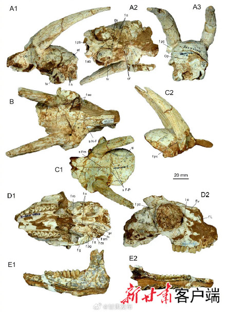 晚中新世陇东西班牙羚！甘肃省发现古脊椎动物化石新种