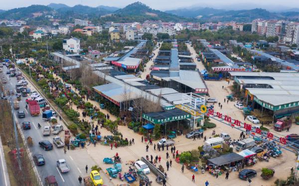 浙江金华：新春苗木市场开市