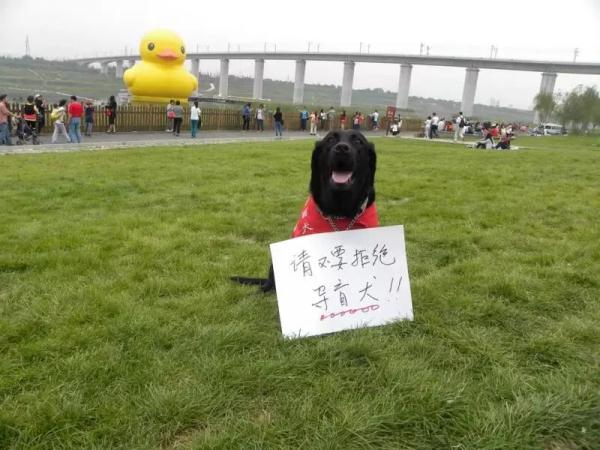 导盲犬珍妮,一路走好! 导盲犬珍妮,一路走好!