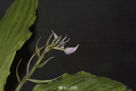 云南发现兰科新种盈江虾脊兰