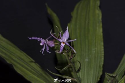 云南发现兰科新种盈江虾脊兰