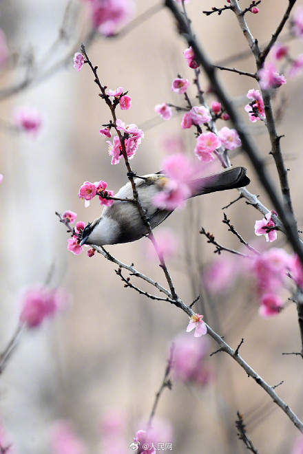 鸟语花香！鸟戏枝头氛围感拉满