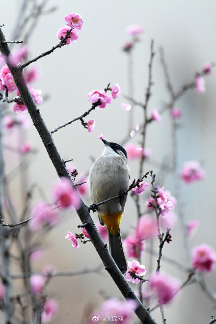 鸟语花香！鸟戏枝头氛围感拉满