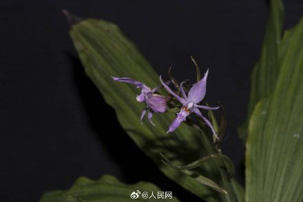 云南发现兰科新种盈江虾脊兰
