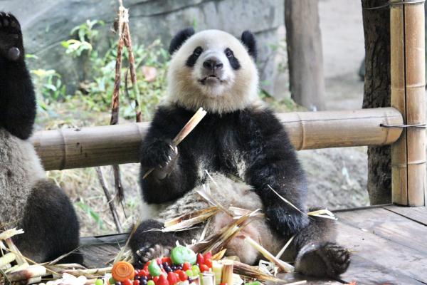 重庆动物园大熊猫“奇珍”玩耍中受伤 最新诊断结果来了