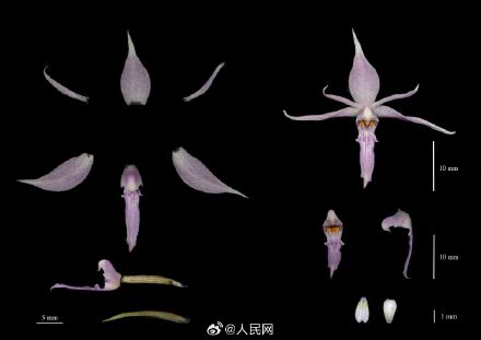 云南发现兰科新种盈江虾脊兰