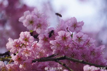重庆：今日有雨，局地飘雪