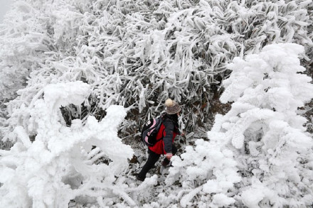 重庆龙年第一场雾凇美景要来了 重庆龙年第一场雾凇美景要来了
