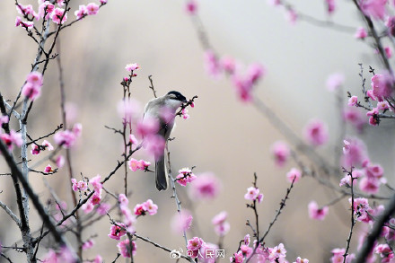鸟语花香！鸟戏枝头氛围感拉满