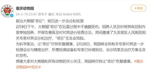 重庆动物园大熊猫“奇珍”玩耍中受伤 最新诊断结果来了