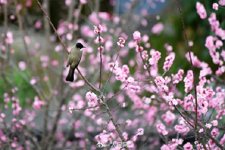 鸟语花香！鸟戏枝头氛围感拉满