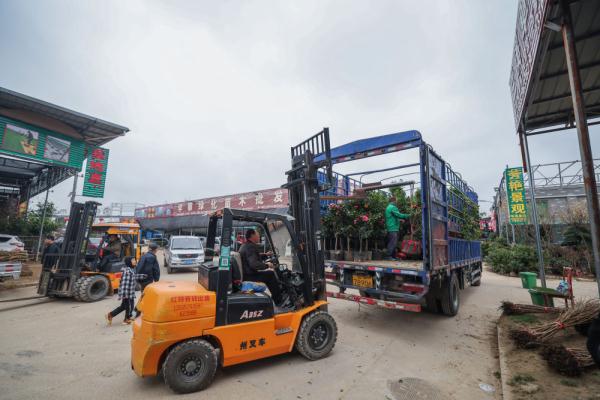 浙江金华：新春苗木市场开市