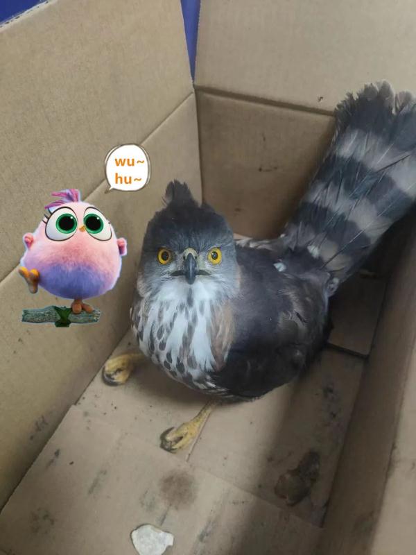 “愤怒的小鸟”?是凤头鹰,国家二级保护动物! “愤怒的小鸟”?是凤头鹰,国家二级保护动物!