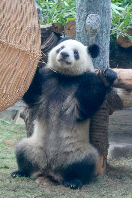 大熊猫“奇珍”复诊完成 状态有所好转 大熊猫“奇珍”复诊完成 状态有所好转