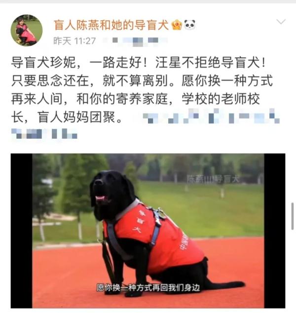 导盲犬珍妮,一路走好! 导盲犬珍妮,一路走好!