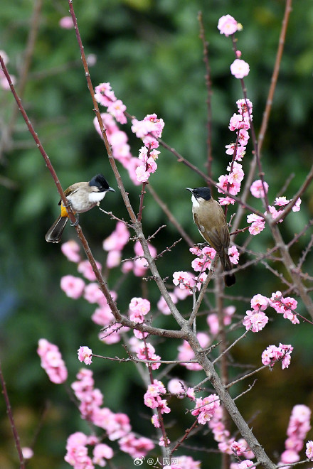 鸟语花香！鸟戏枝头氛围感拉满