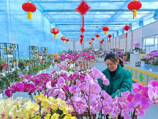 新春走基层 | 江苏沭阳年宵花俏销 新春走基层 | 江苏沭阳年宵花俏销