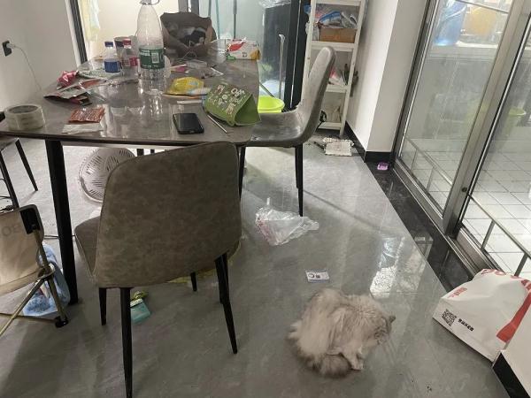 臭气熏天！房东很崩溃：租客“失联”，留下三只猫和满是催债信息的手机