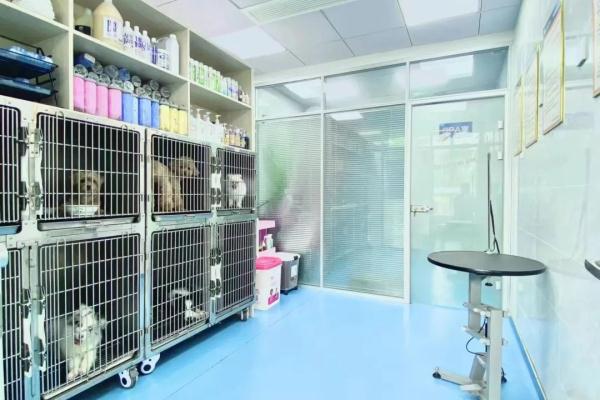 宠物寄养VS上门喂养,长假期间,你的宠物“留守”了么? 宠物寄养VS上门喂养,长假期间,你的宠物“留守”了么?