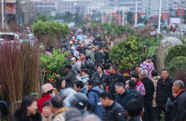 浙江金华：新春苗木市场开市