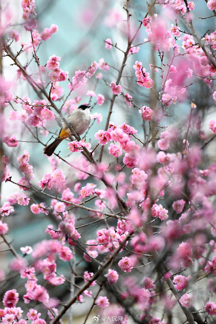 鸟语花香！鸟戏枝头氛围感拉满