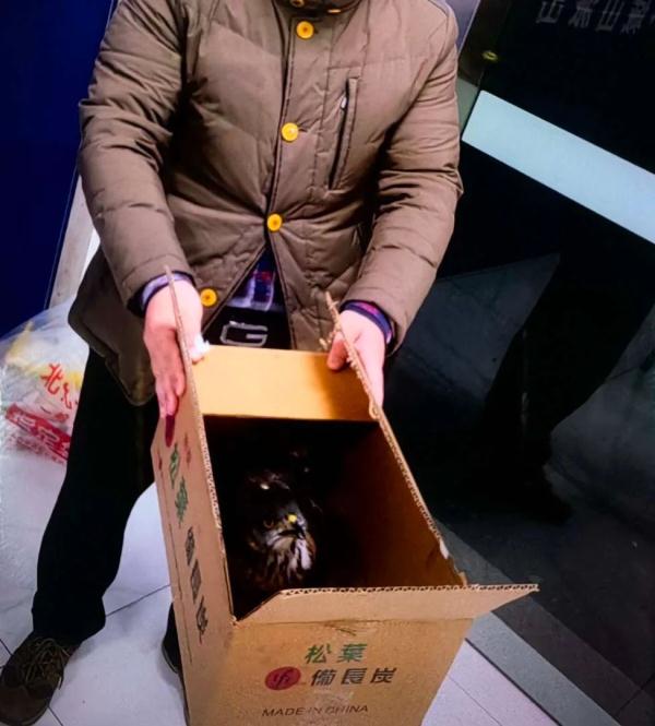 “愤怒的小鸟”?是凤头鹰,国家二级保护动物! “愤怒的小鸟”?是凤头鹰,国家二级保护动物!