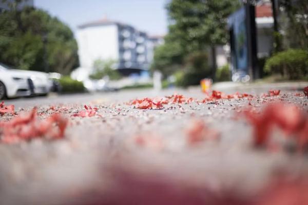 扔鞭炮诱发他人脑出血，该如何担责?