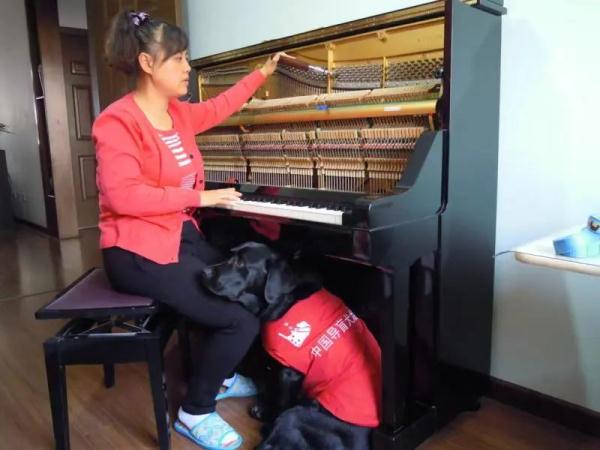 导盲犬珍妮,一路走好! 导盲犬珍妮,一路走好!