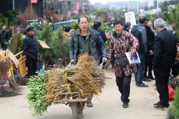 浙江金华：新春苗木市场开市