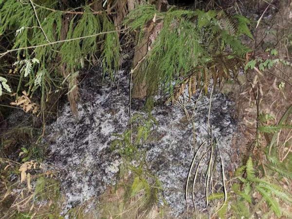 故意放火烧山!朱某贵已被刑拘 故意放火烧山!朱某贵已被刑拘