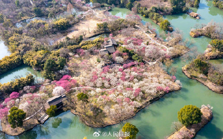 好看！西溪湿地梅花好美