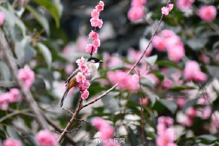 鸟语花香！鸟戏枝头氛围感拉满