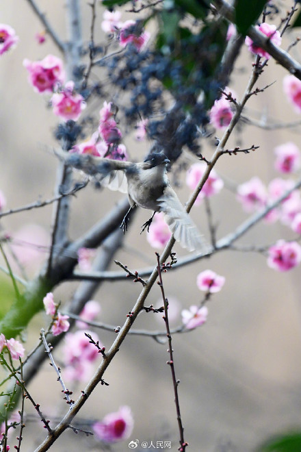 鸟语花香！鸟戏枝头氛围感拉满