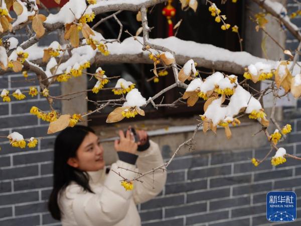 龙年春雪景色美 龙年春雪景色美
