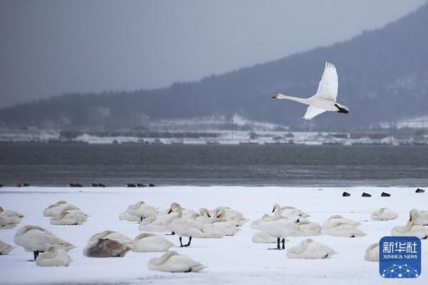 龙年春雪景色美 龙年春雪景色美