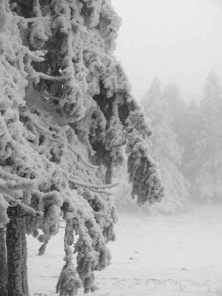 寒潮暴击重庆!明后两天全市气温难超10℃ 寒潮暴击重庆!明后两天全市气温难超10℃